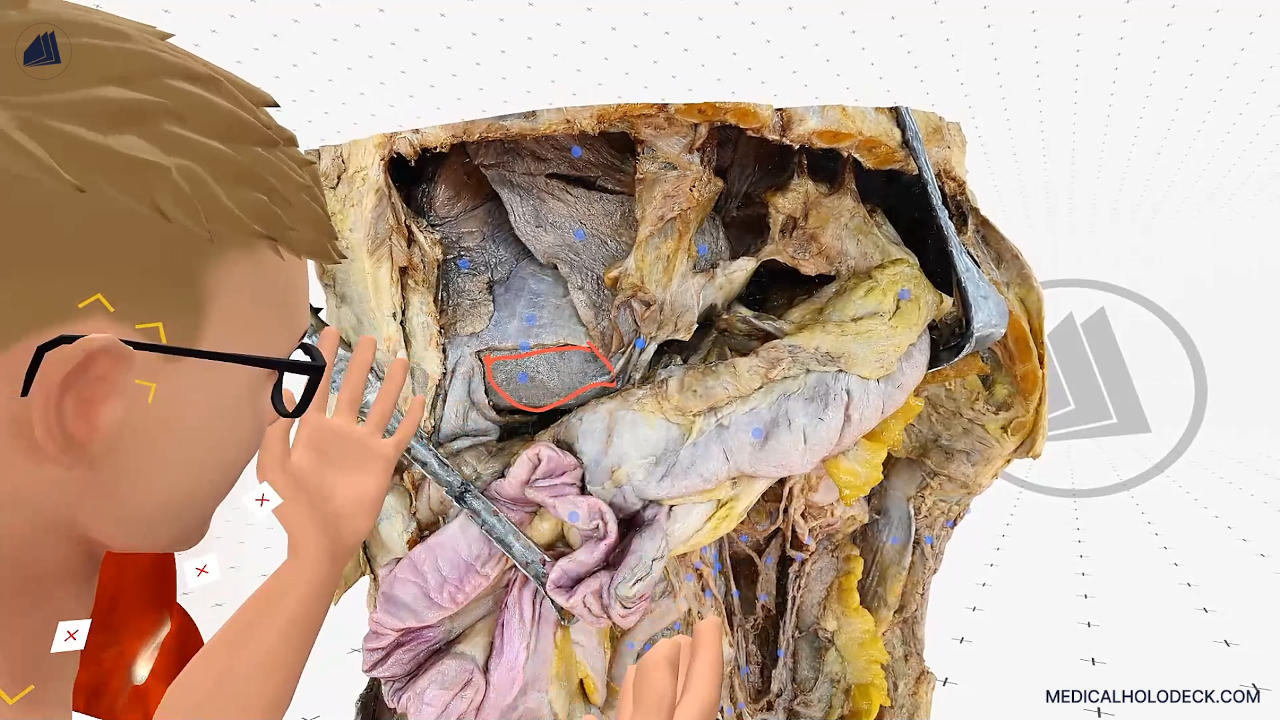 The liver thumbnail 1